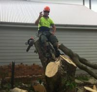 A Grade Tree Services image 1